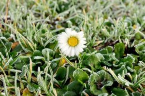 winter_hoarfrost_on_a_flower_201664